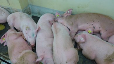 Otte-Kinast: ASP-Sperrzone endet einen Tag früher