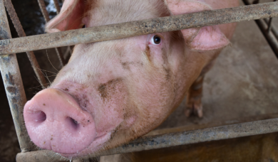 Wer soll für mehr Tierwohl zahlen? Grüne setzen auf Preissteigerungen