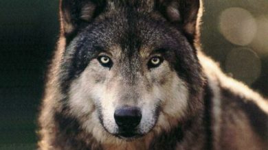 Birkner kritisiert Umgang mit dem Wolf